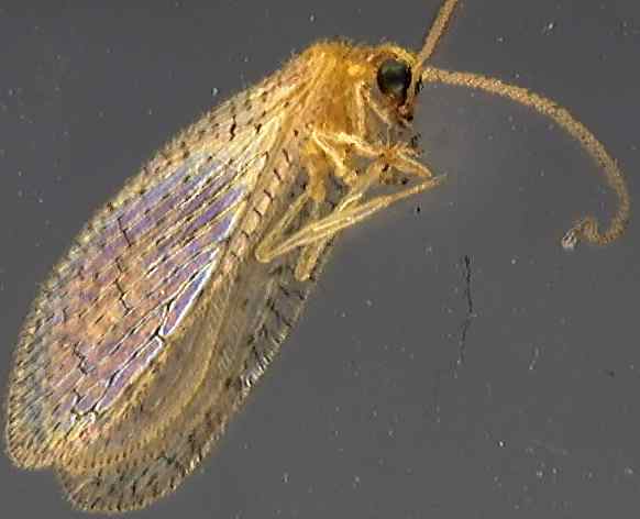 Hemerobius micans